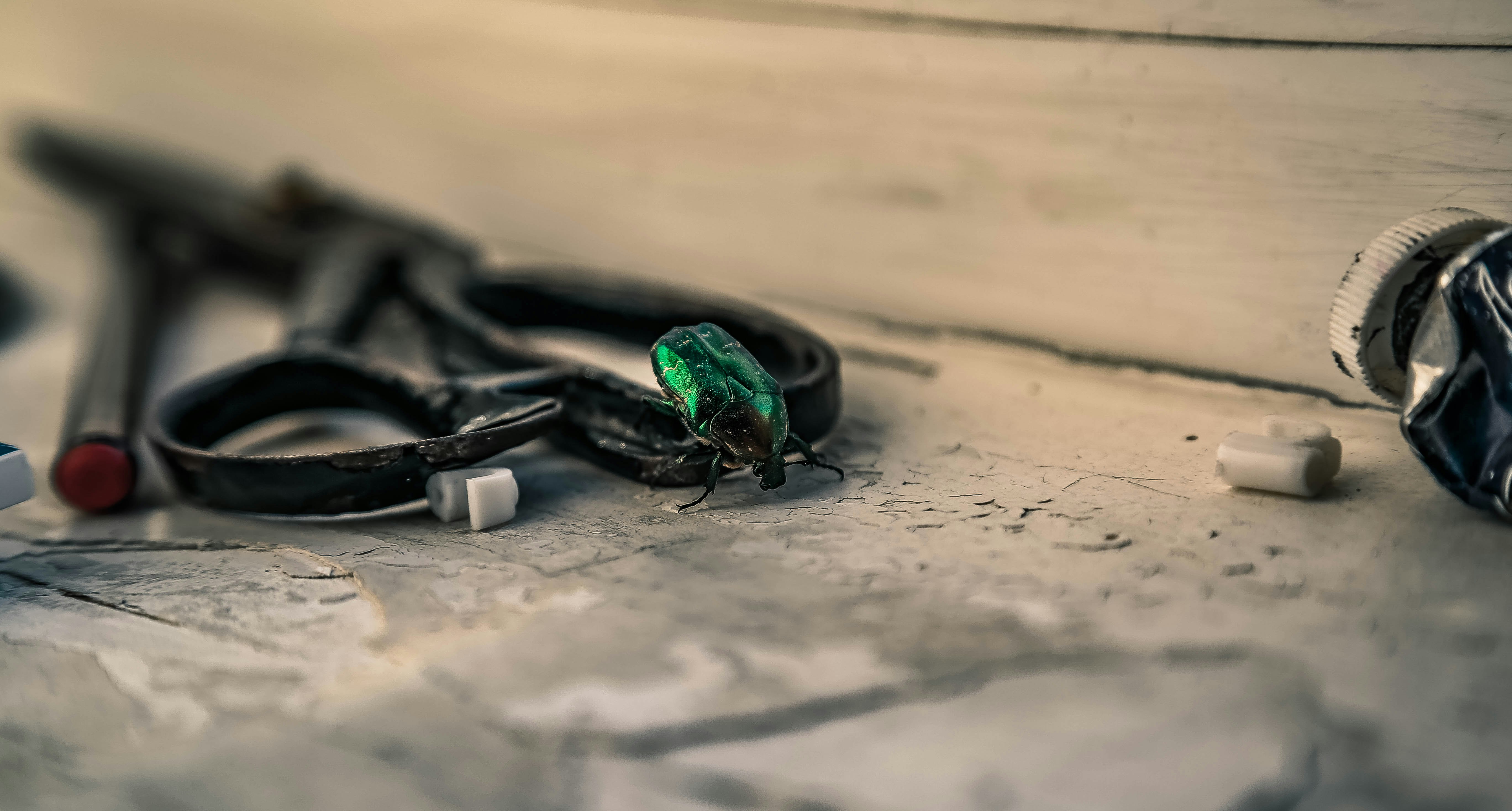 black and green beetle on brown wooden table